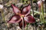 Crimson pitcherplant
